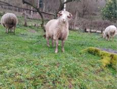 Продается годовалый баран 