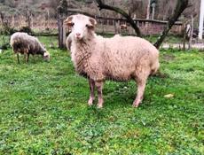 Продается годовалый баран 
