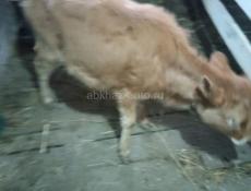 Прадаю тилять две девочки  по 25000 торг