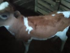 Прадаю тилять две девочки  по 25000 торг