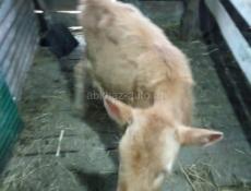 Прадаю тилять две девочки  по 25000 торг