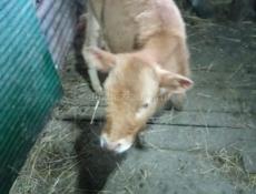 Прадаю тилять две девочки  по 25000 торг