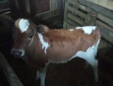 Прадаю тилять две девочки  по 25000 торг