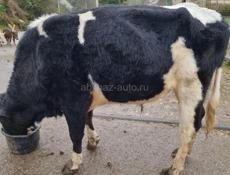 Бык 140 кг