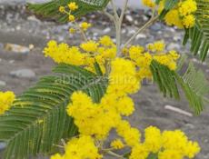 Снимим жильё