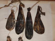 Медвежий жёлуч 