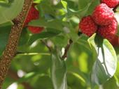 Саженцы Миринды