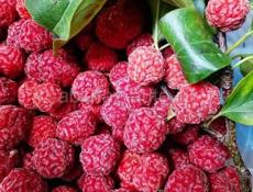 Саженцы Миринды