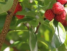 Саженцы Миринды