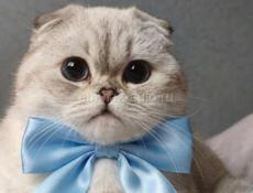 Сниму хорошее жилье в центре на долгий срок