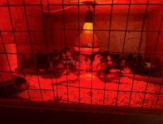 Прадаються цыплята породы Джерский гигант