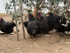 Продаються куры породы Джерский гигант