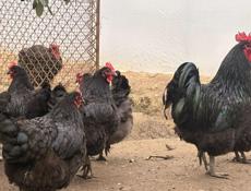 Продаються куры породы Джерский гигант