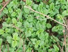 Мелиса лекарственная