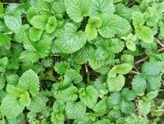 Мелиса лекарственная
