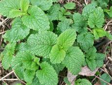 Мелиса лекарственная