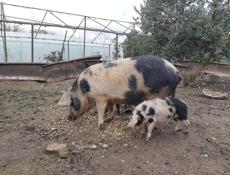 свина матку прадаю на мясо хороший пароди