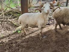 Продается баран 