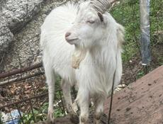 Годовалые козы