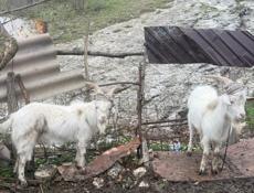 Годовалые козы