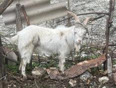Годовалые  козы 