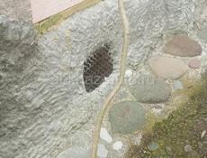 Бругмансия