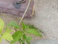 Бругмансия