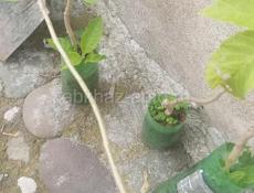 Бругмансия