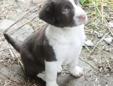 Щенки алабай 