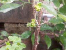 Смородина красная