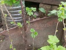 Смородина красная