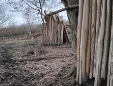 каштан сухой