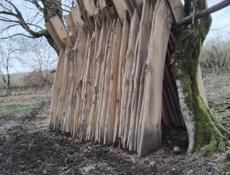 каштан сухой 