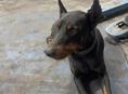 Найден Доберман 