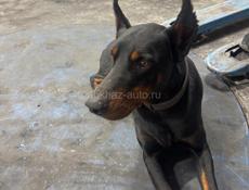 Найден Доберман 