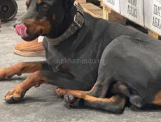 Найден Доберман 