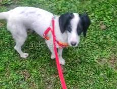 Срочно собираем 5000 ₽ на стерилизацию собаки Линды! Обращение ко всем неравнодушным 🐶