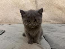 БРИТАНСКИЕ КОТЯТА! 