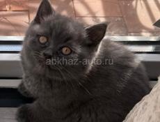 БРИТАНСКИЕ КОТЯТА! 