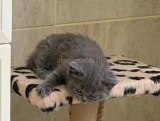 БРИТАНСКИЕ КОТЯТА! 