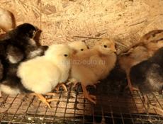 Цыплята суточные мясо яичный породы 