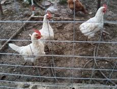 Продам курочек и петухов 