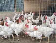 Продам курочек и петухов 