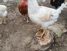 Продам курочек и петухов 
