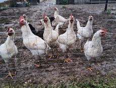 Продам курочек и петухов 