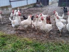Продам курочек и петухов 