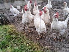 Продам курочек и петухов 