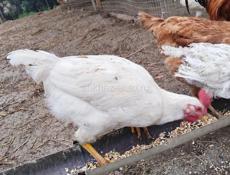Продам курочек и петухов 