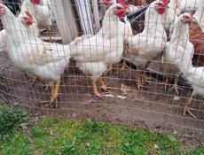 Продам курочек и петухов 