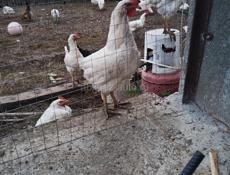 Продам курочек и петухов 